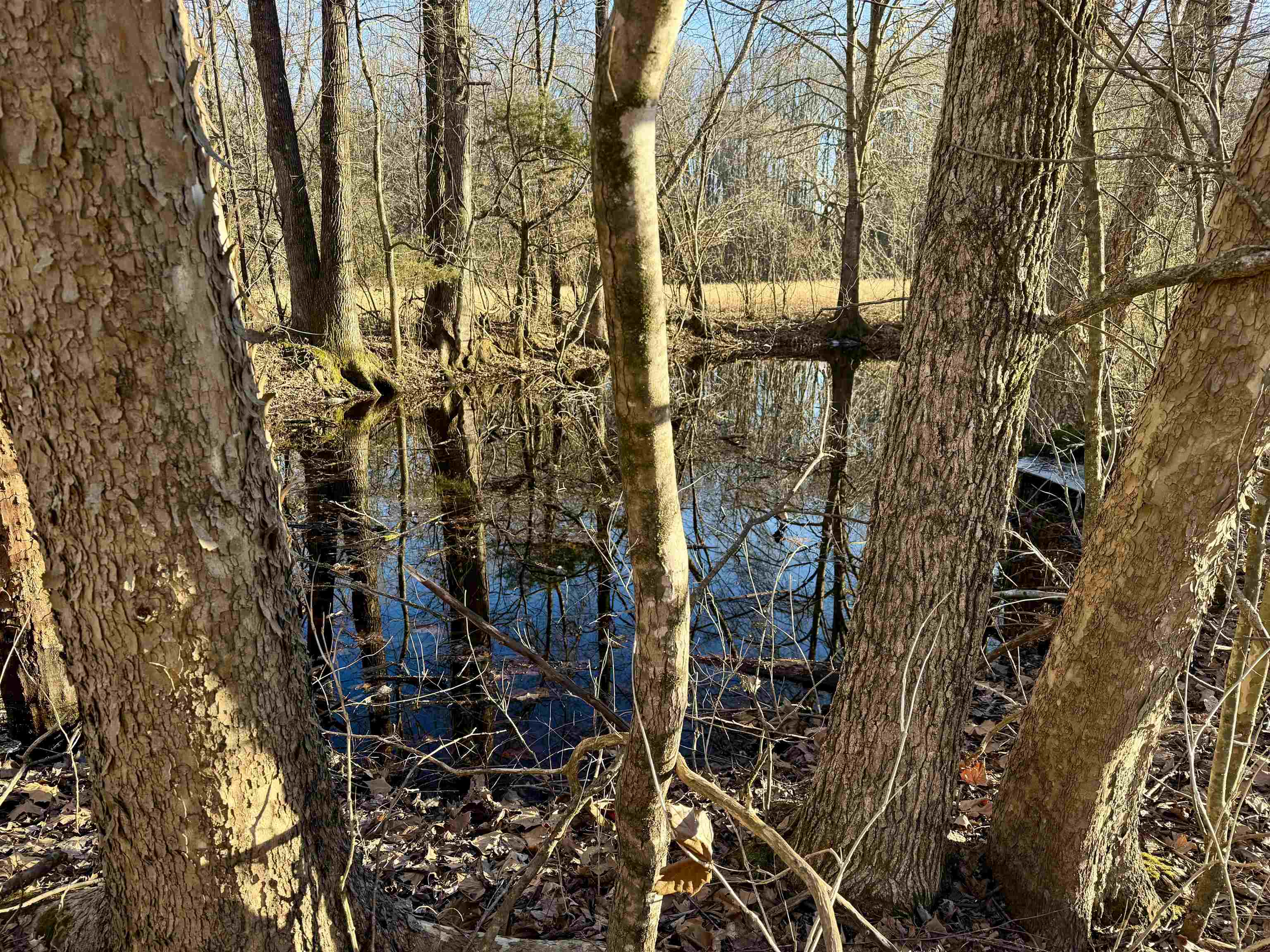 0 Dogwood Road Somerville, TN 38068 - Photo 11 of 16 a view of a pathway of a house with a tree