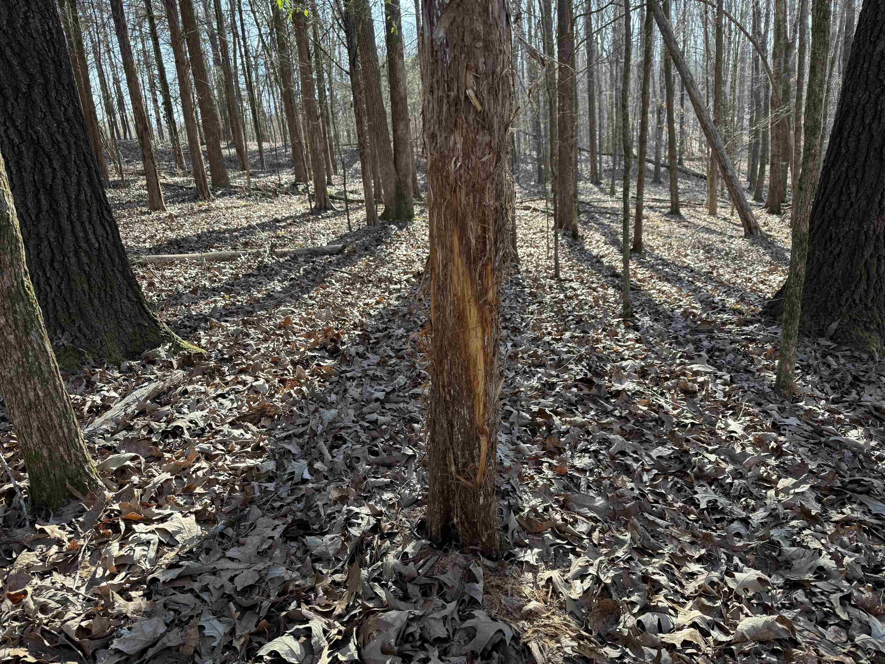0 Dogwood Road Somerville, TN 38068 - Photo 12 of 16 a view of a yard with trees
