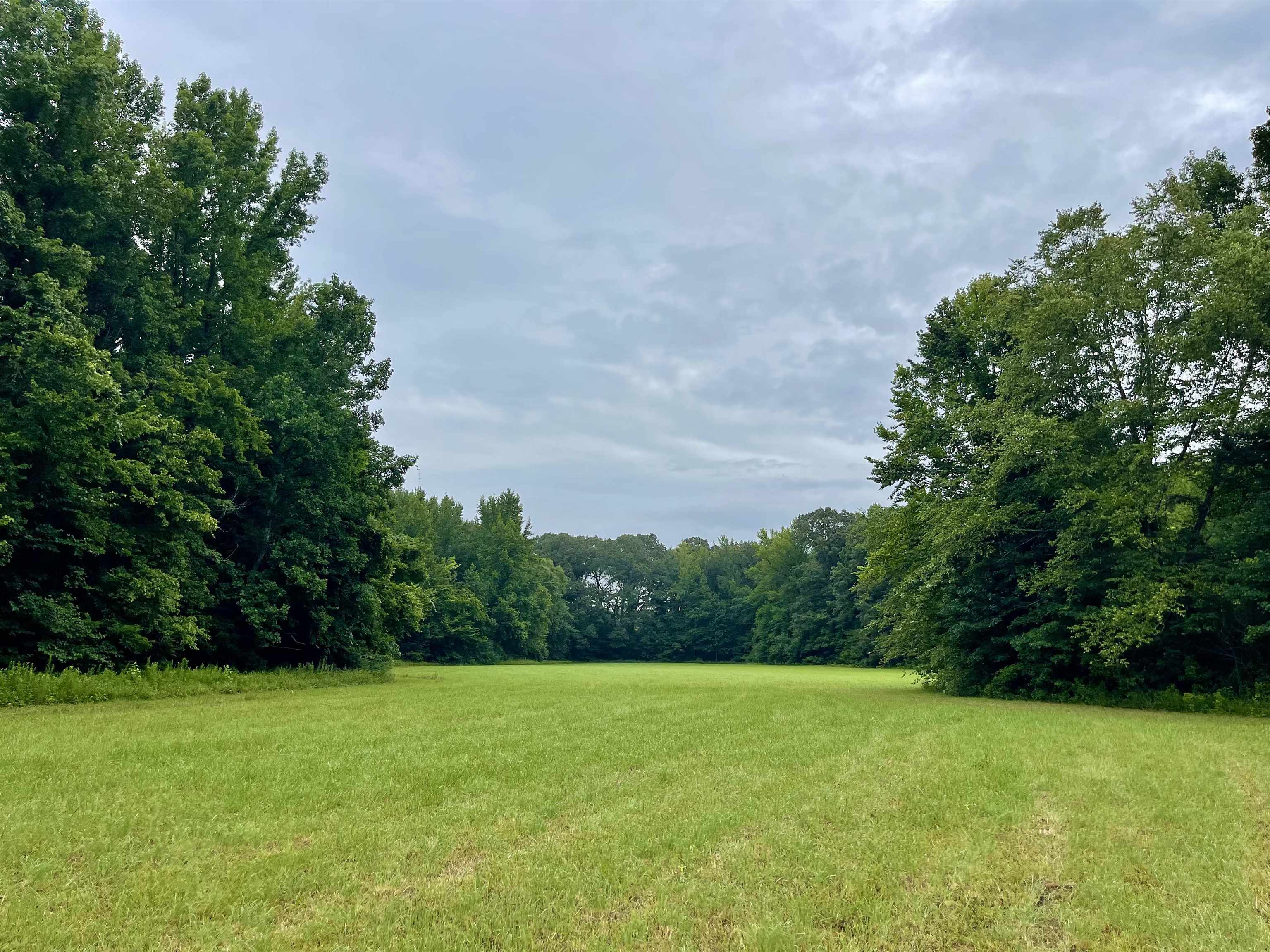 0 Dogwood Road Somerville, TN 38068 - Photo 8 of 16 a view of a big yard with plants and large trees