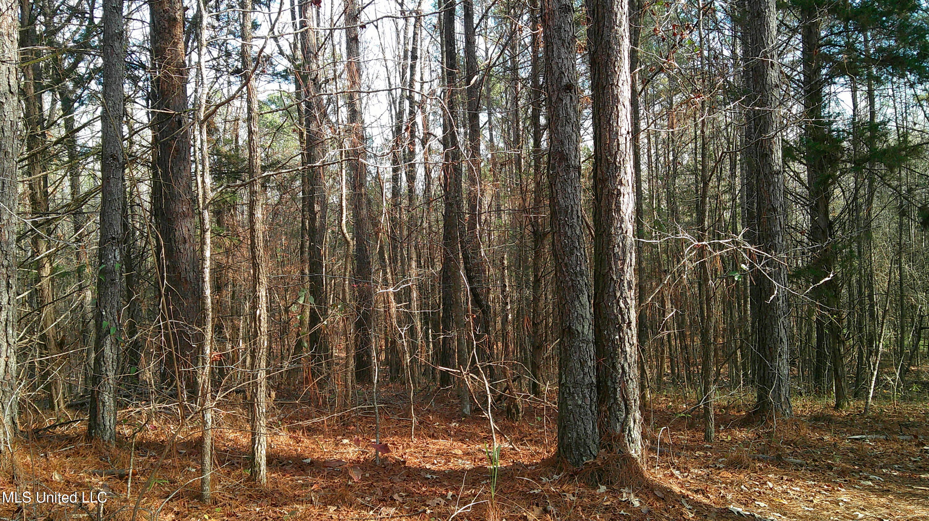 9 Hwy Blue Springs Blue Springs, MS 38828 - Photo 9 of 19 DSCF0062