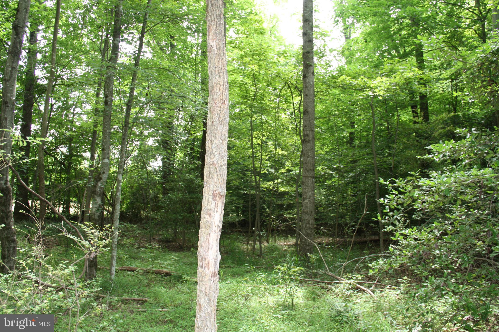 Old Falls Road Fredericksburg, VA 22405 - Photo 11 of 22 Interior lot view