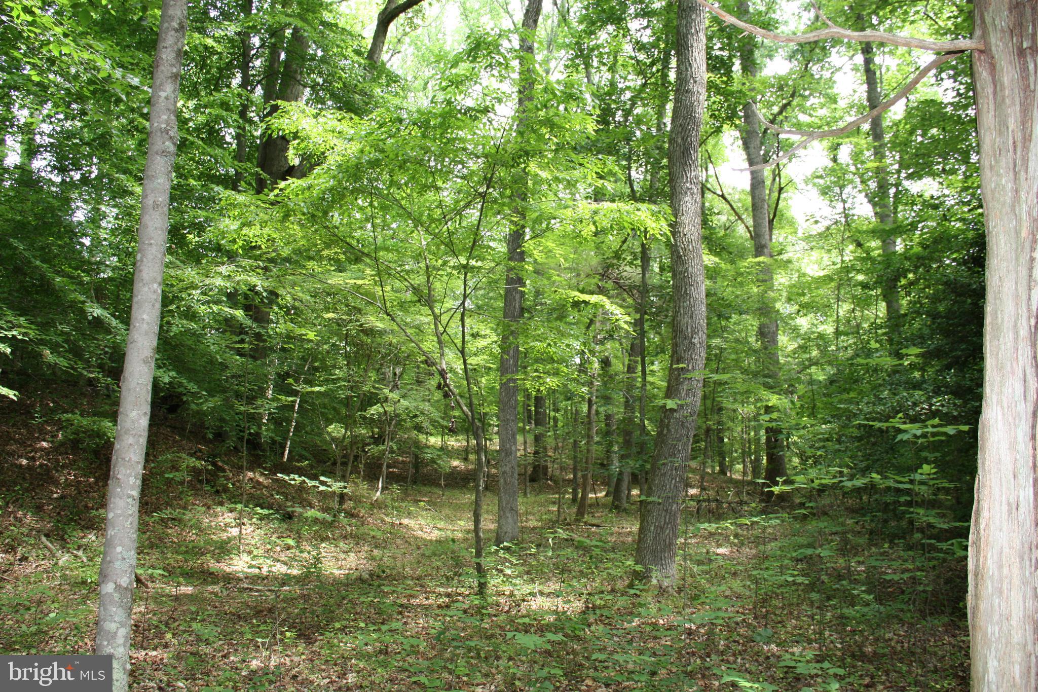 Old Falls Road Fredericksburg, VA 22405 - Photo 12 of 22 Interior lot view