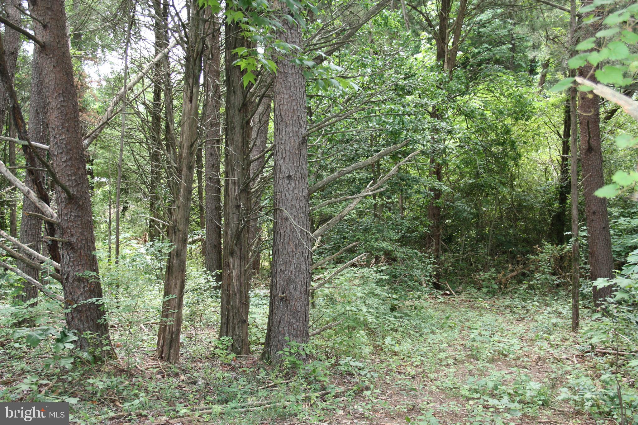Old Falls Road Fredericksburg, VA 22405 - Photo 13 of 22 Interior lot/trail view