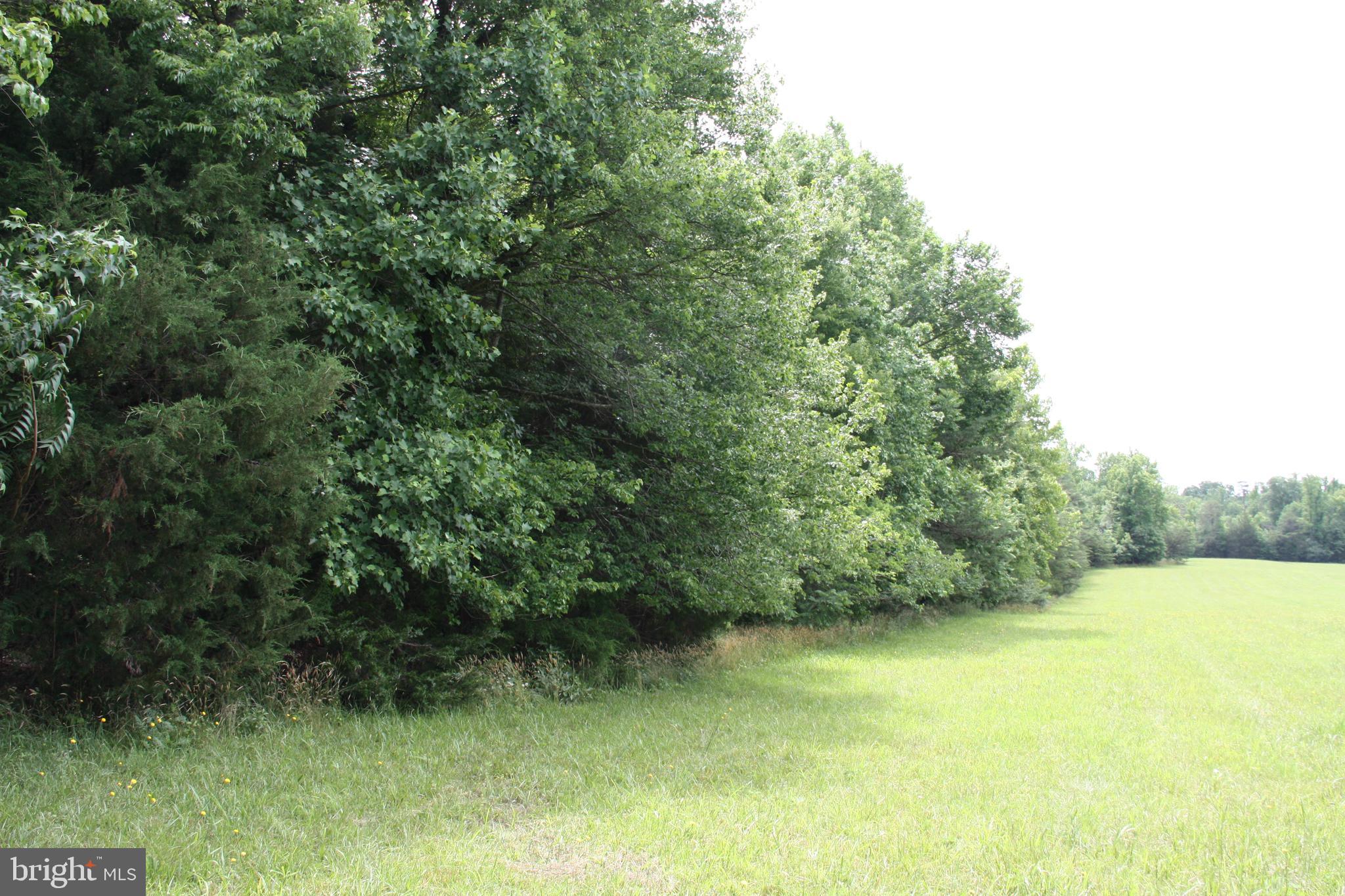Old Falls Road Fredericksburg, VA 22405 - Photo 15 of 22 South property line view from roadway