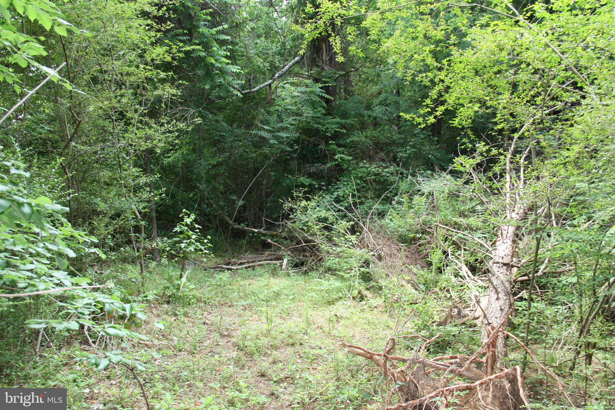 Old Falls Road Fredericksburg, VA 22405 - Photo 7 of 22 Interior lot/trail view
