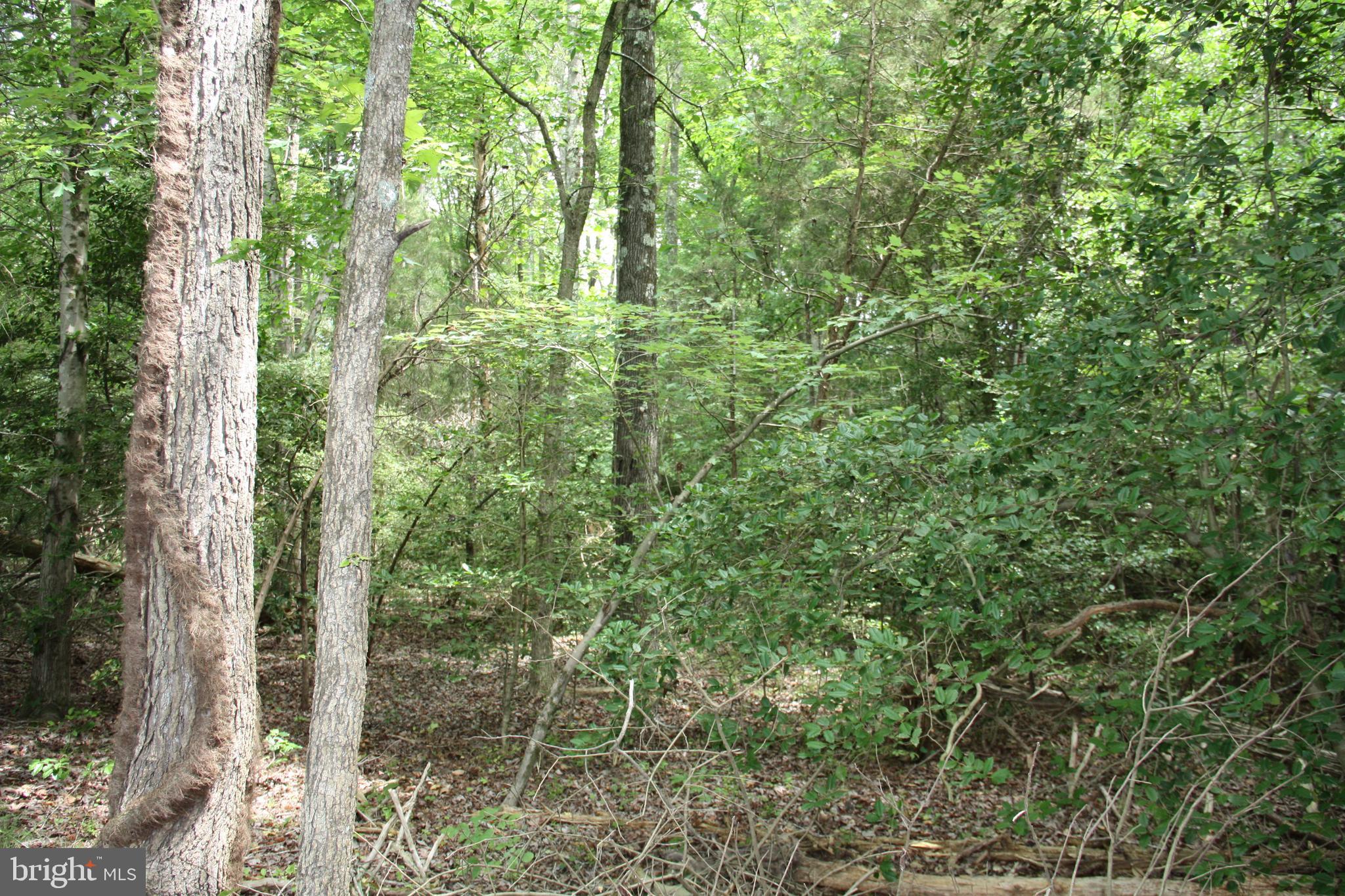 Old Falls Road Fredericksburg, VA 22405 - Photo 8 of 22 Interior lot view