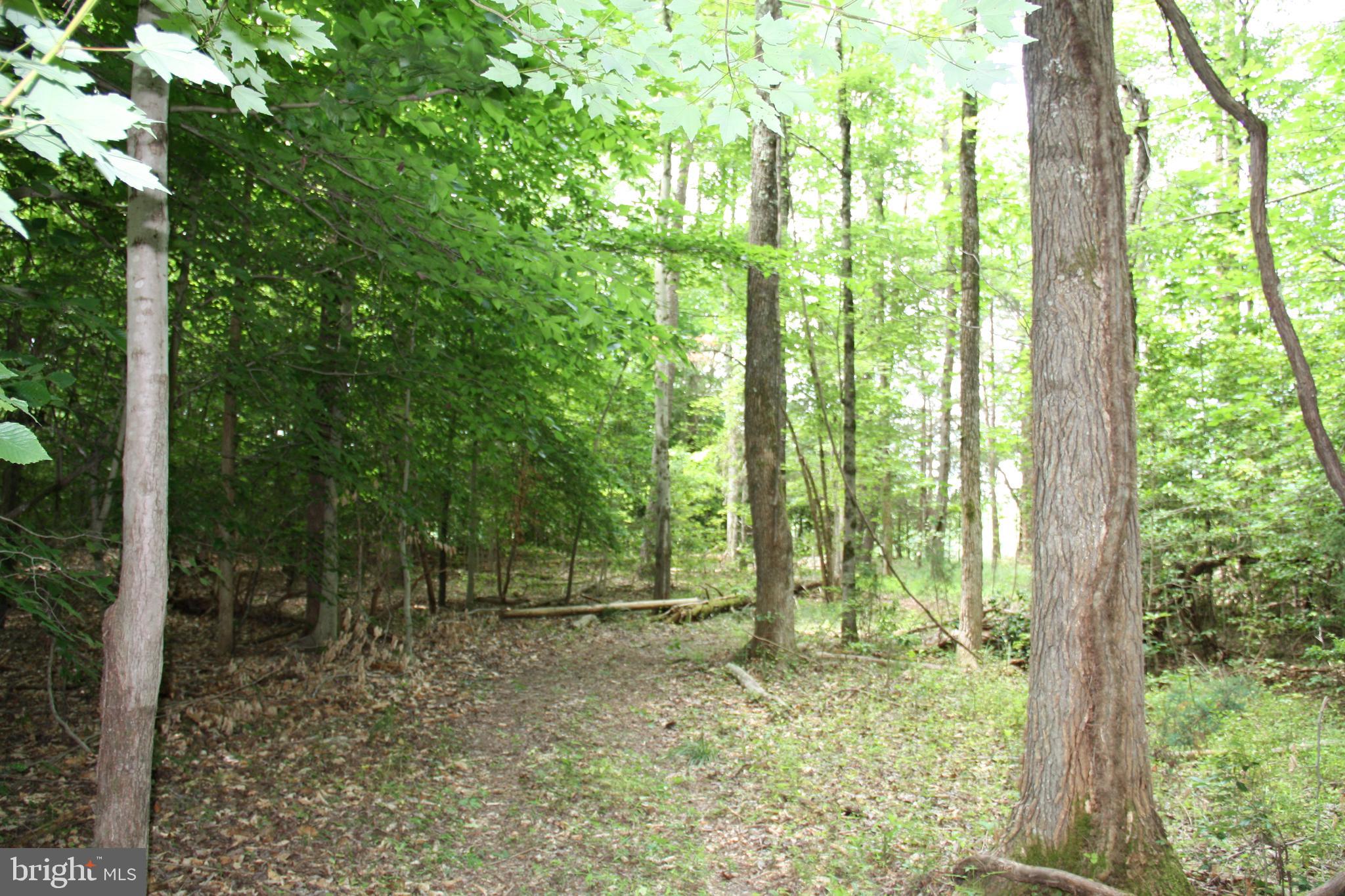 Old Falls Road Fredericksburg, VA 22405 - Photo 10 of 22 Interior lot/trail view