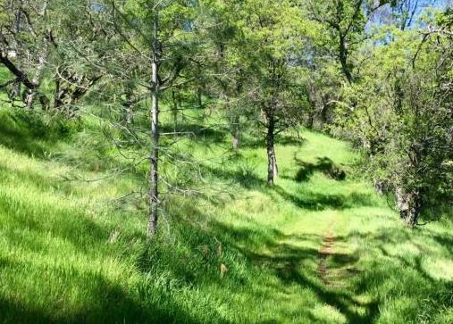 4846 Bayview Drive Copperopolis, CA 95228 - Photo 18 of 46 a view of a lush green forest