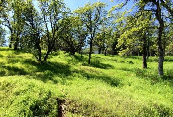 4846 Bayview Drive Copperopolis, CA 95228 - Photo 7 of 46 a view of yard with green space
