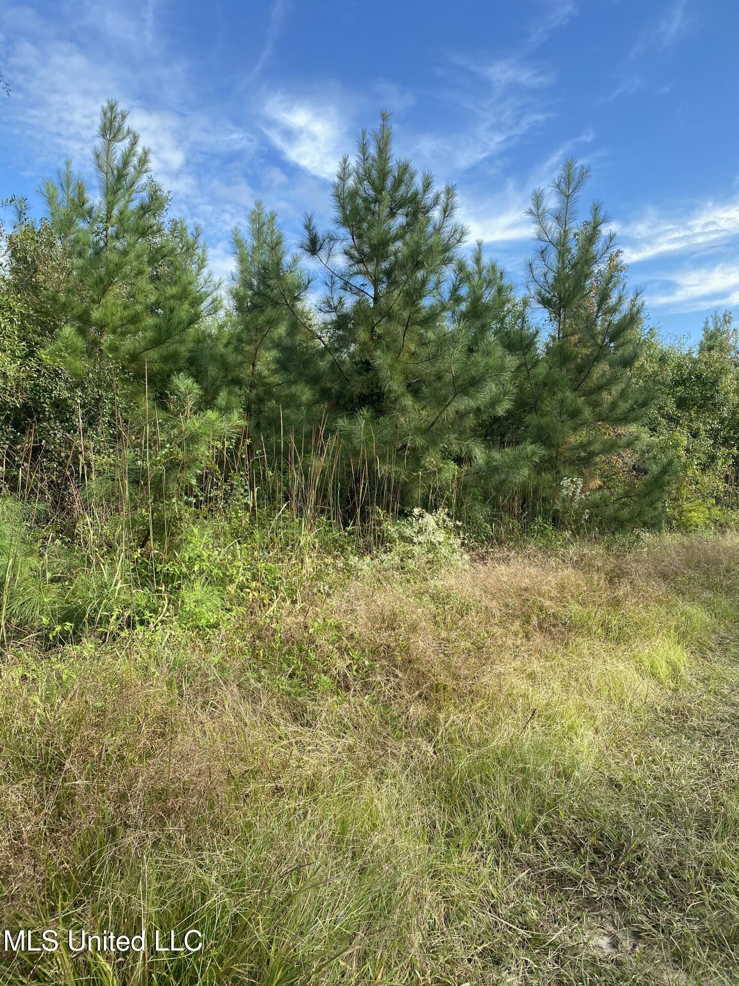 Cedar Creek Road Lucedale, MS 39452 - Photo 11 of 17 161A0F17-BE59-4ACA-AB47-B2CDF38703C3