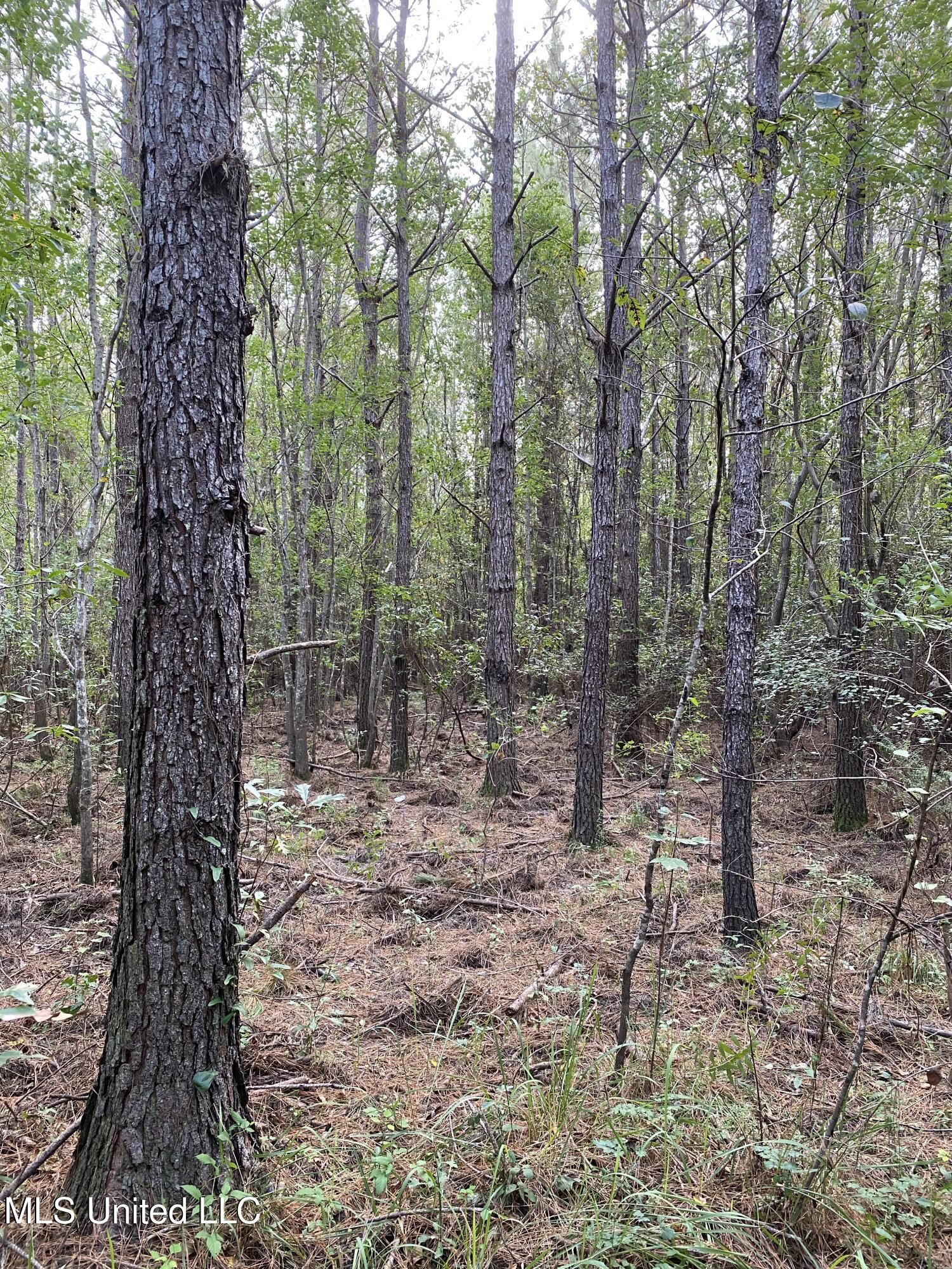 Cedar Creek Road Lucedale, MS 39452 - Photo 16 of 17 5C58289E-05F9-4A92-9497-DE755411DA9E