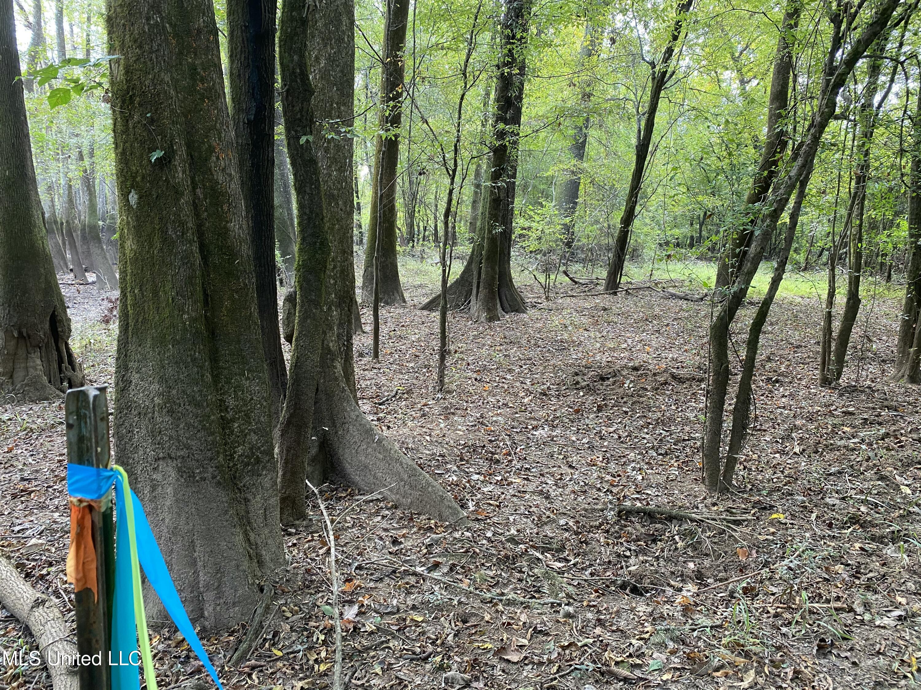 Cedar Creek Road Lucedale, MS 39452 - Photo 17 of 17 CB2E9BC8-913C-4F1C-AA95-F295D7B5C167
