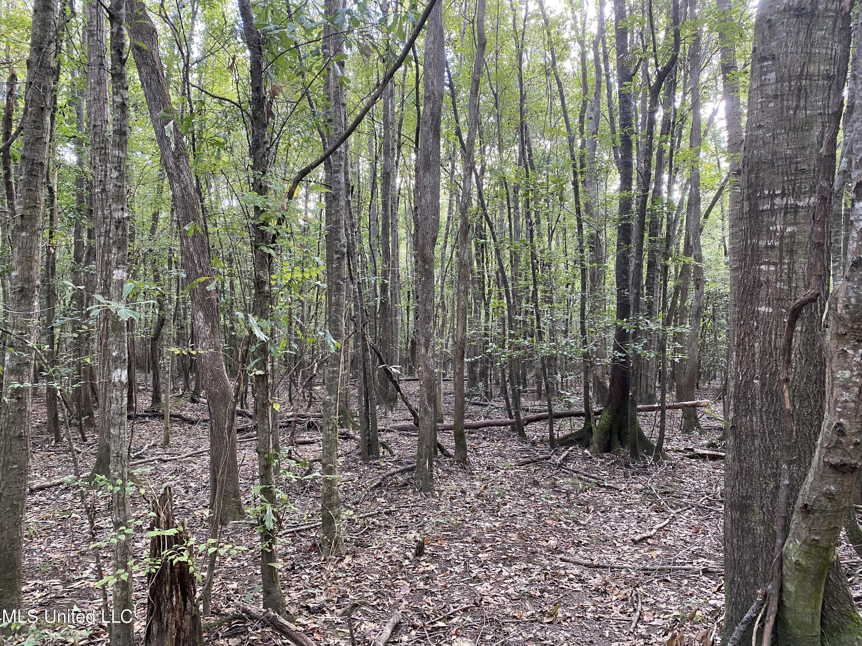 Cedar Creek Road Lucedale, MS 39452 - Photo 4 of 17 96E22E77-4F02-4574-A0A8-078EF90DAE92