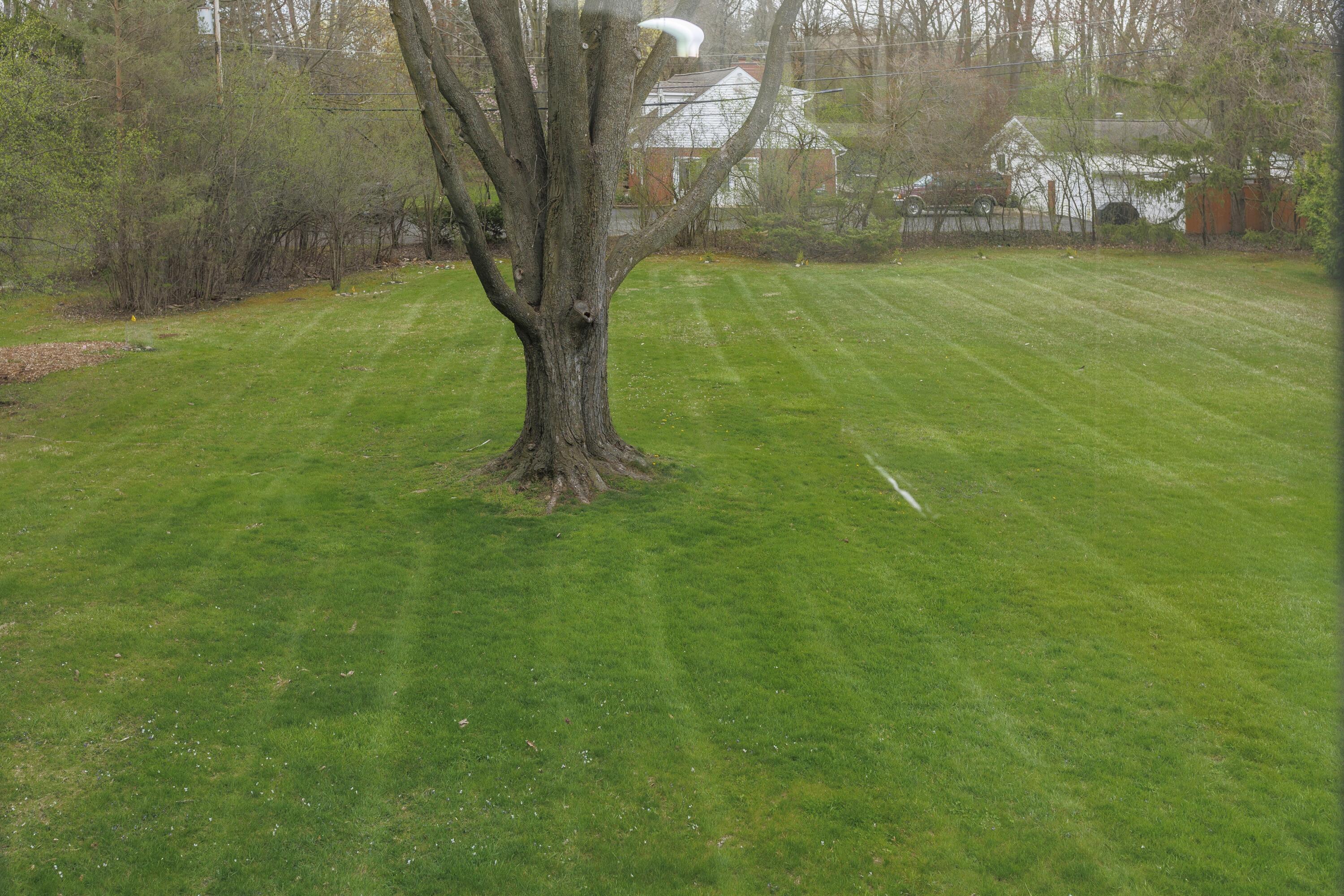 11630 McClumpha Road Plymouth, MI 48170 - Photo 39 of 52 39 - Lg Tree & Yard
