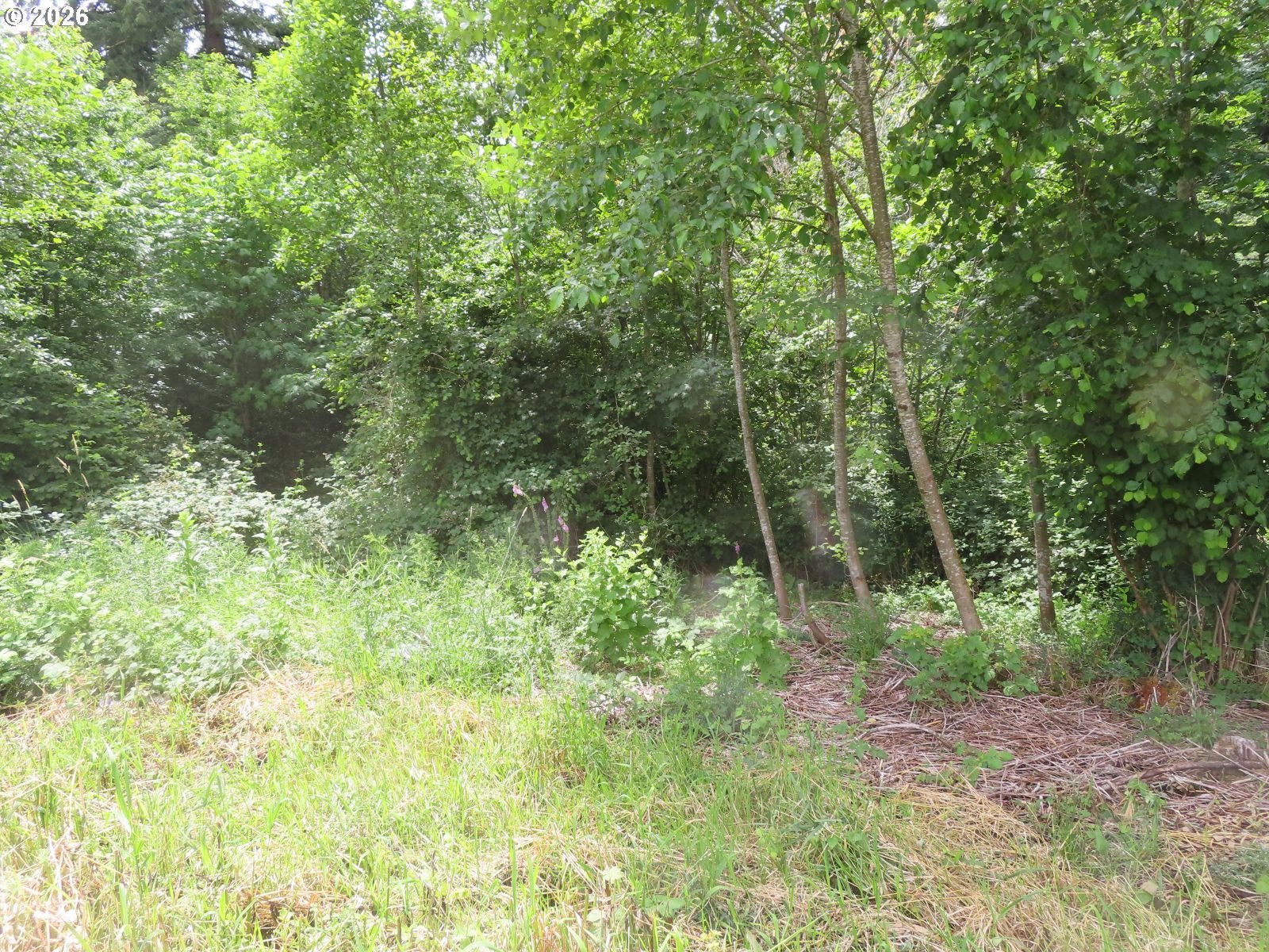 Coleman Road Mossyrock, WA 98564 - Photo 20 of 22