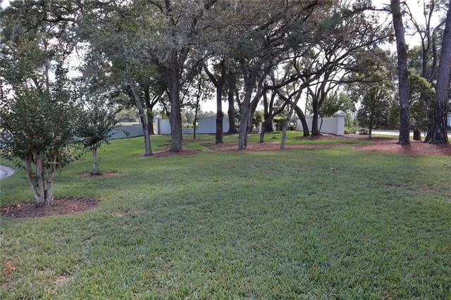 a view of a trees in a park