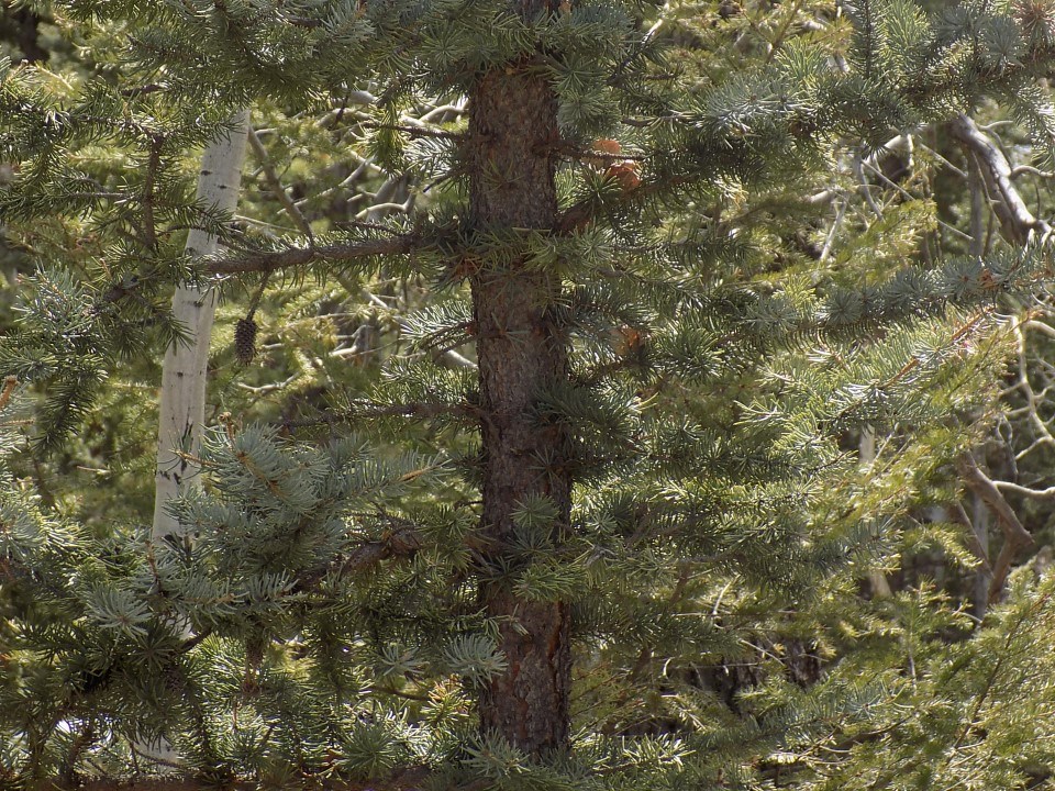 1055 Bow String Road Como, CO 80456 - Photo 7 of 10 Gallery Image 7