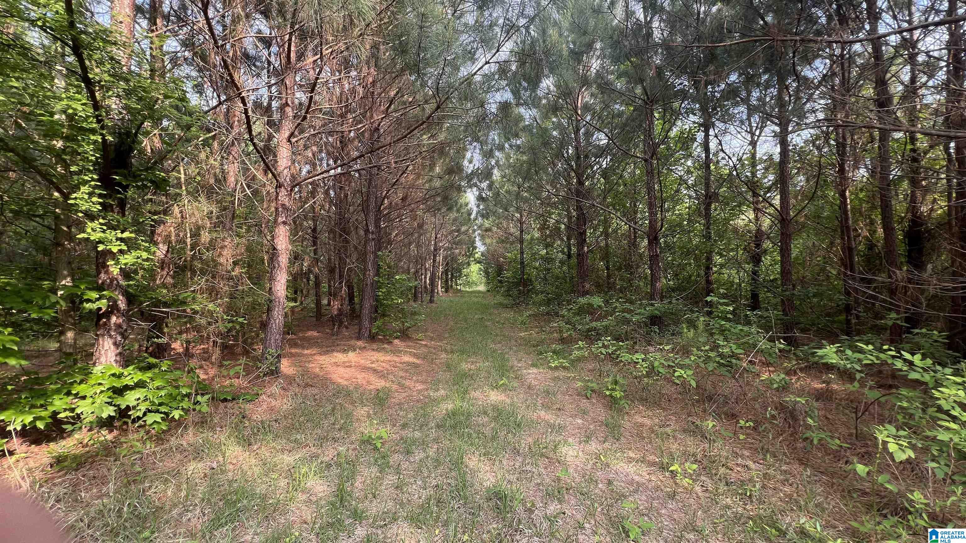 Lot 8 Woods Bend Road, Unit LOT 8 Ragland, AL 35131 - Photo 18 of 28