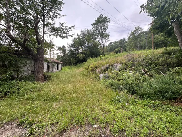 a view of a lush green forest with large trees