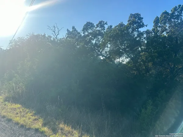 a close up of a tree