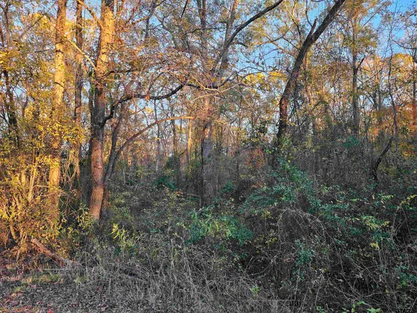 a view of forest