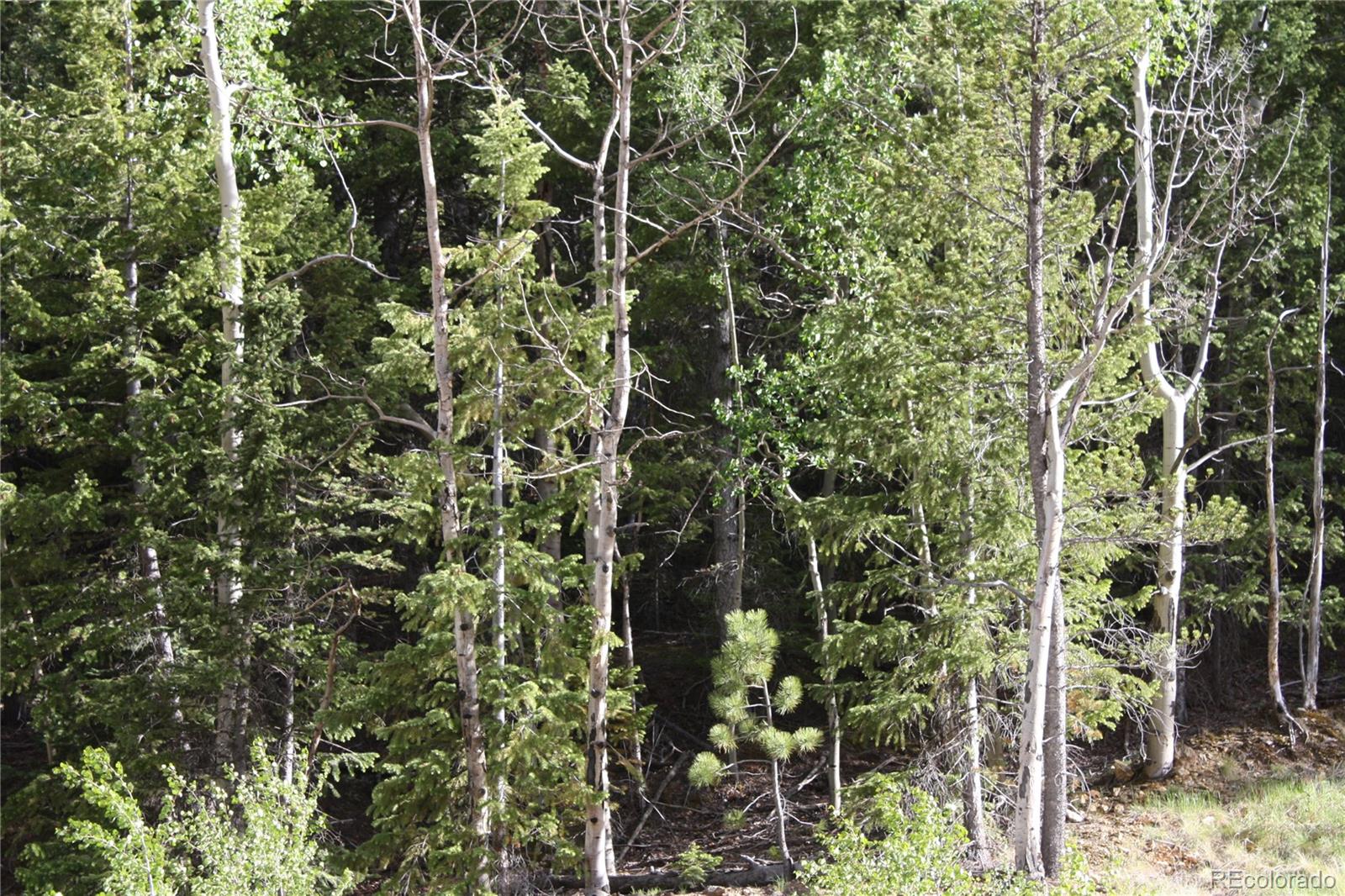 Missouri Flats Road Central City, CO 80427 - Photo 12 of 23