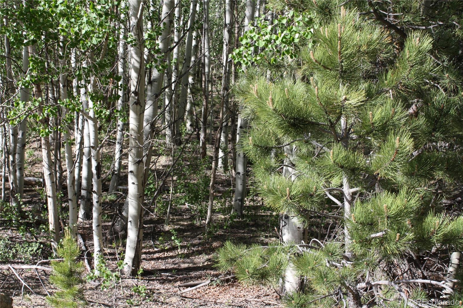 Missouri Flats Road Central City, CO 80427 - Photo 4 of 23