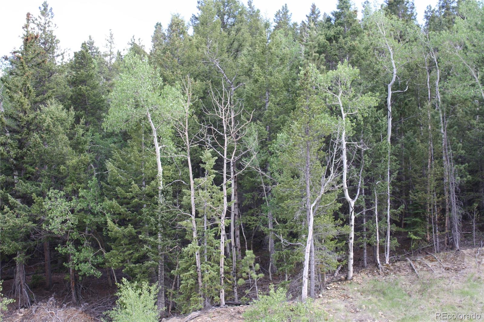 Missouri Flats Road Central City, CO 80427 - Photo 7 of 23