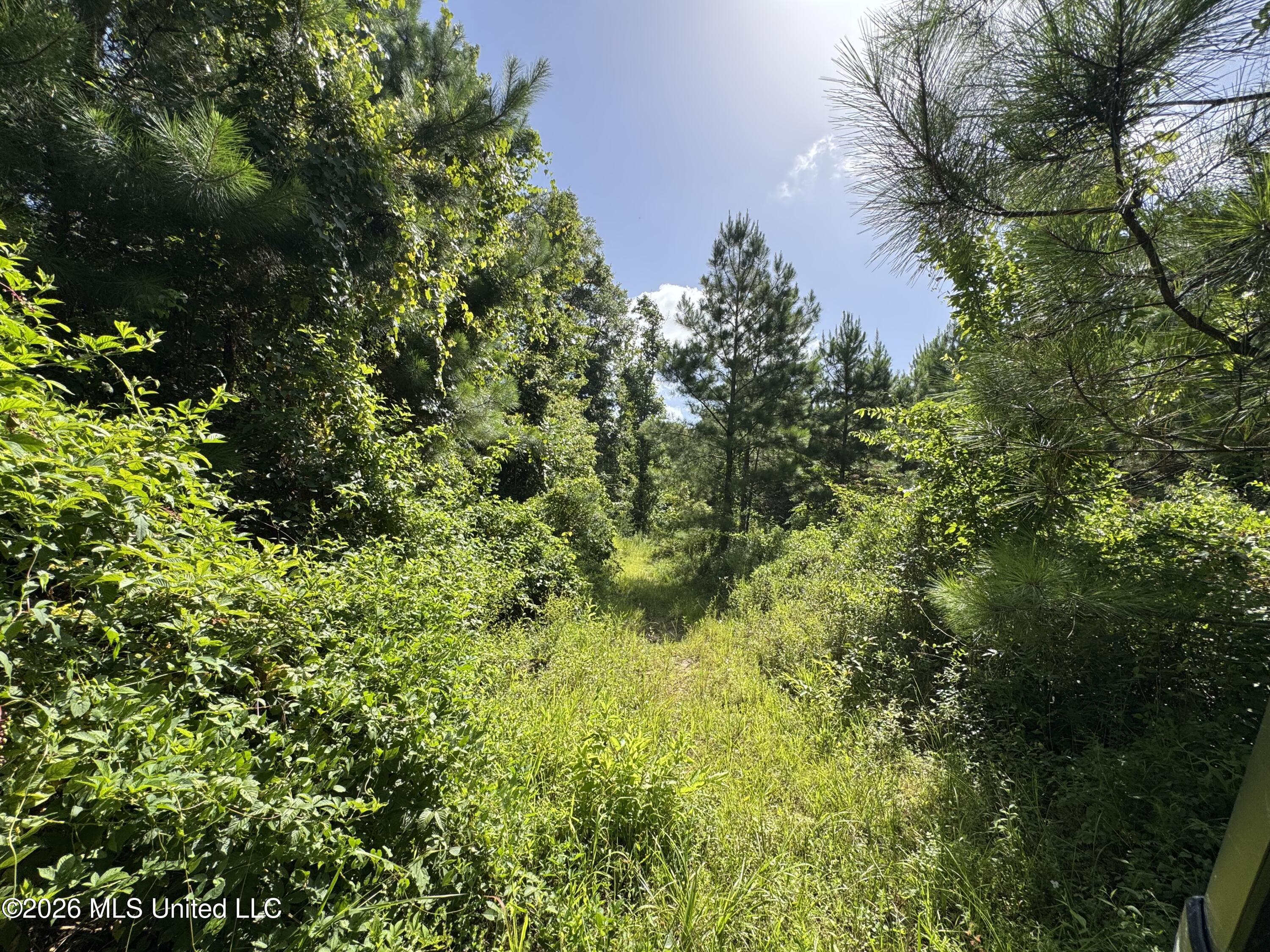 32 A Sauls Road Ruth, MS 39662 - Photo 15 of 22 Land-for-sale-Ruth-MS (14)