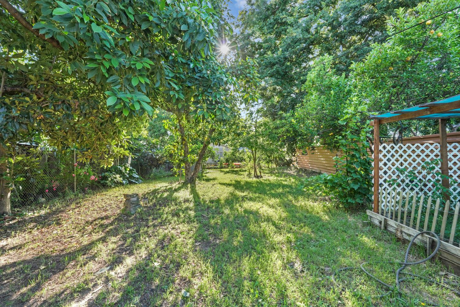 223 Rush Street Lodi, CA 95240 - Photo 4 of 21 a big yard with lots of green space and plants