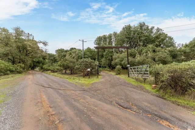 a black and white photo of a tree