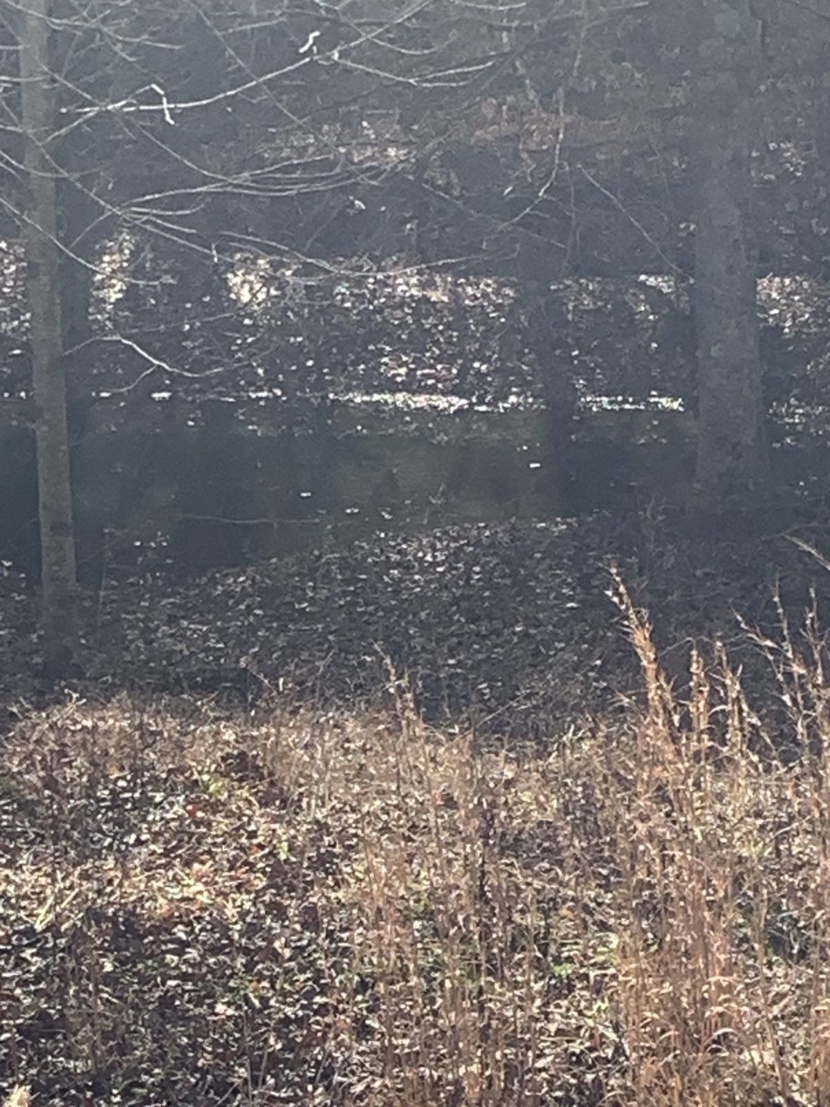 1252 Kelly Road Centerville, TN 37033 - Photo 8 of 13