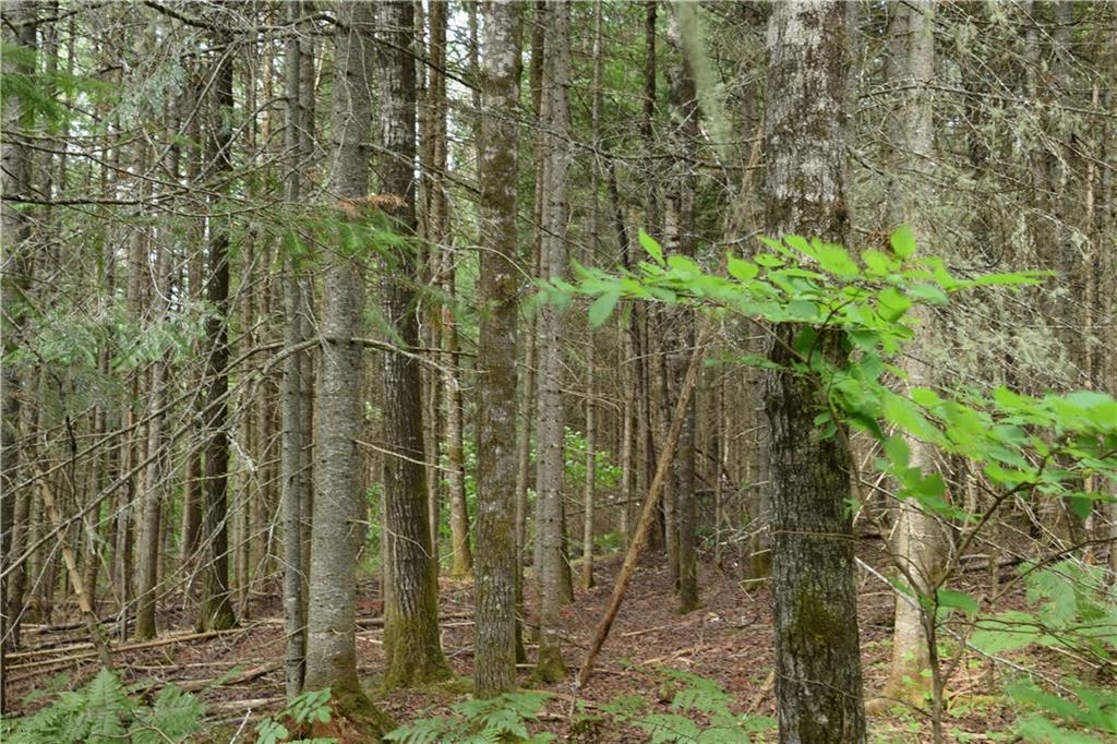 0 Jemtland Road Caribou, ME 04736 - Photo 4 of 17 Land