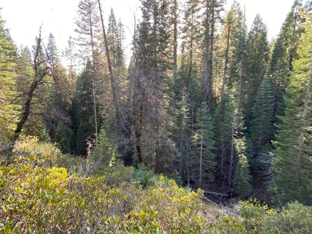3-e-41 Red Fir Road McCloud, CA 96057 - Photo 22 of 38 Gallery Image 22