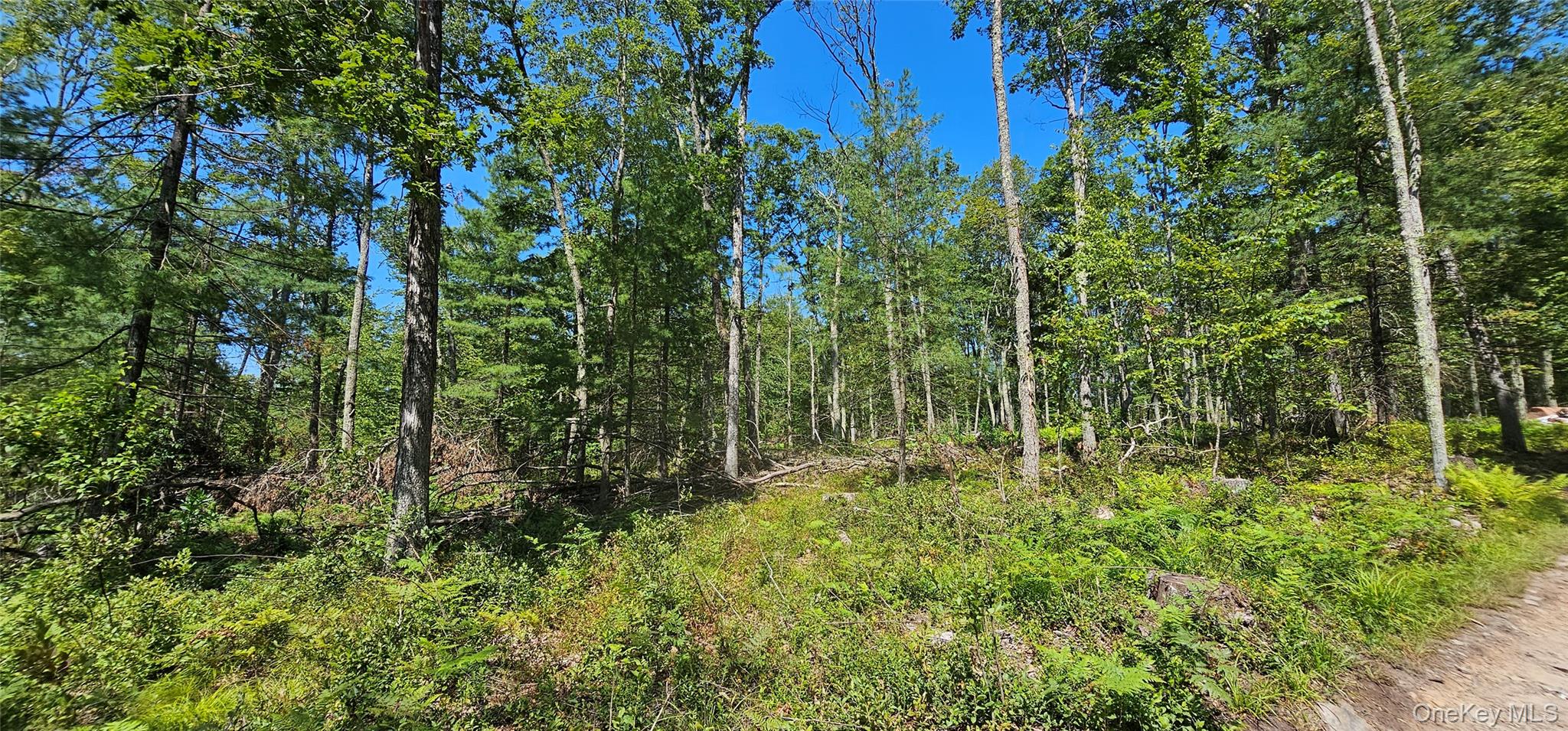 Lot 8.1 Eckes Road Narrowsburg, NY 12764 - Photo 11 of 23 a view of outdoor space and trees