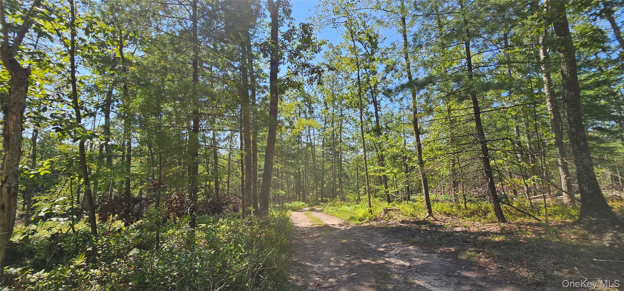 Lot 8.1 Eckes Road Narrowsburg, NY 12764 - Photo 13 of 23 a view of a yard with plants and trees
