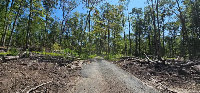 a view of a forest with trees
