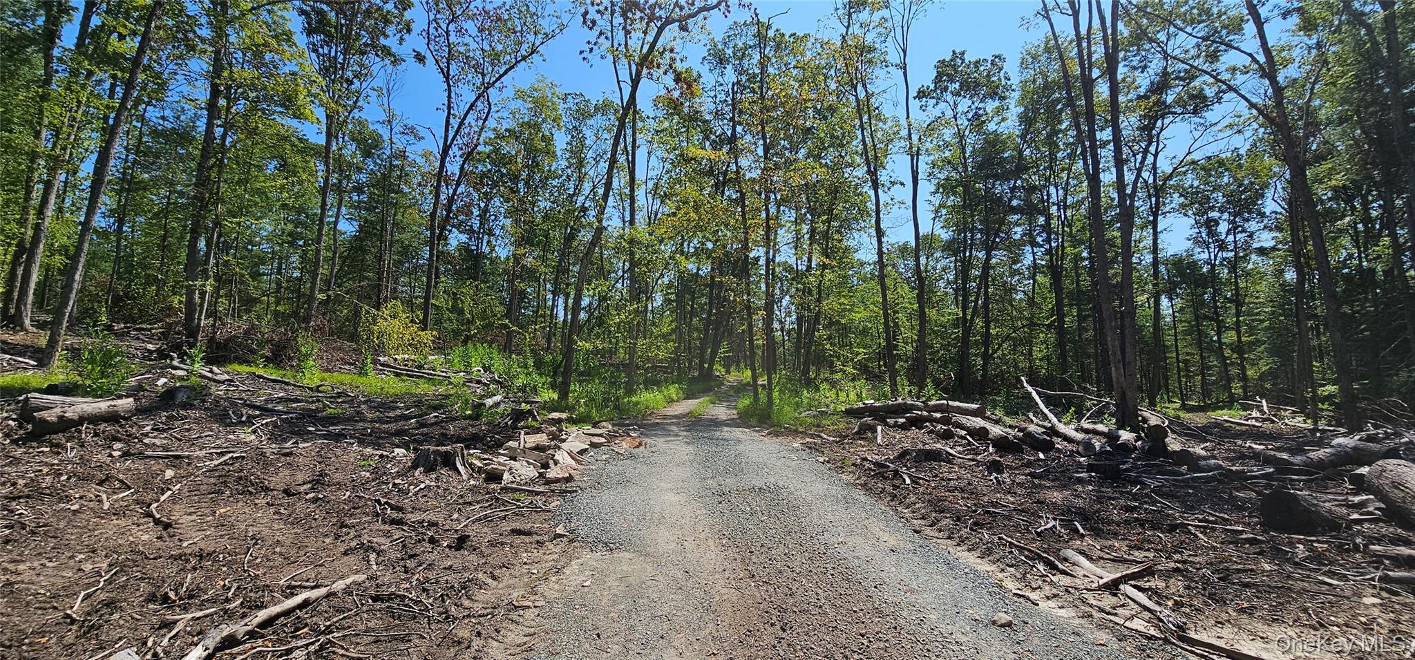Lot 8.1 Eckes Road Narrowsburg, NY 12764 - Photo 2 of 23 a view of a forest with trees