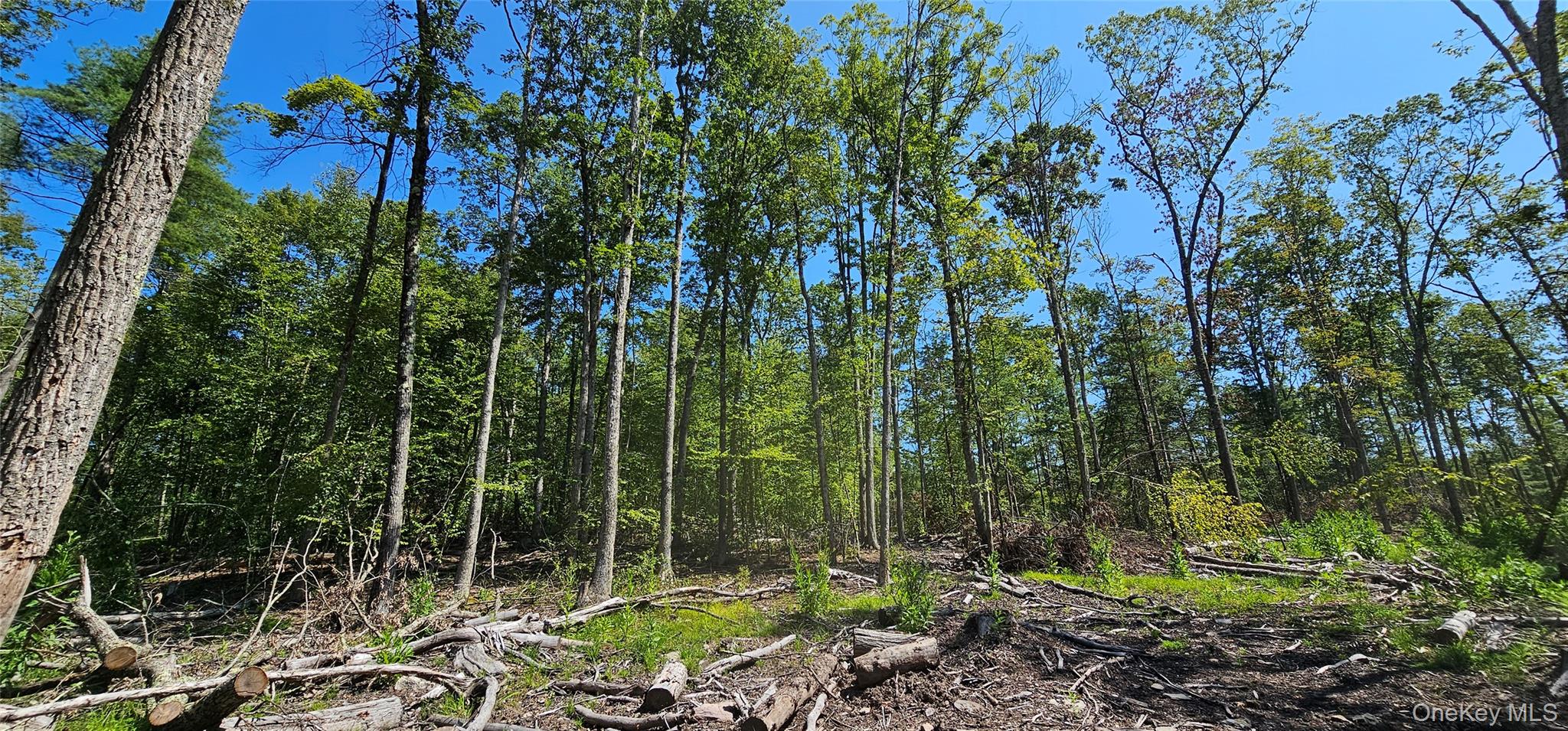 Lot 8.1 Eckes Road Narrowsburg, NY 12764 - Photo 3 of 23 a view of forest