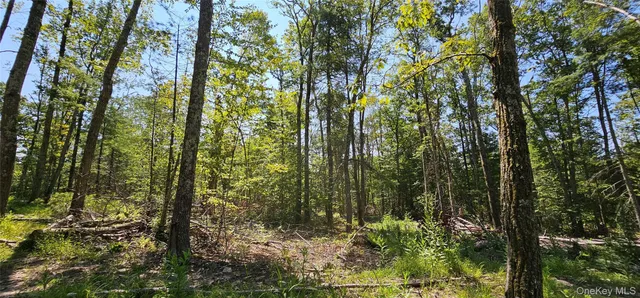 a view of a forest that has a tree