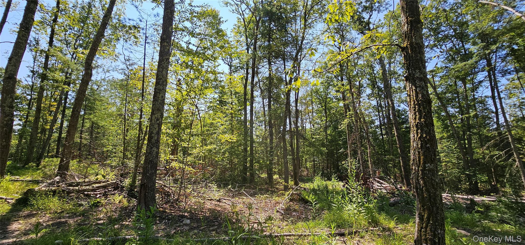 Lot 8.1 Eckes Road Narrowsburg, NY 12764 - Photo 4 of 23 a view of a forest that has a tree