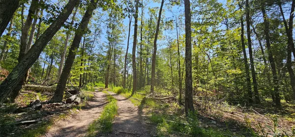 a view of a yard with plants and large trees