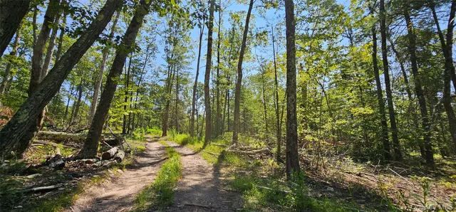 a view of a yard with plants and large trees