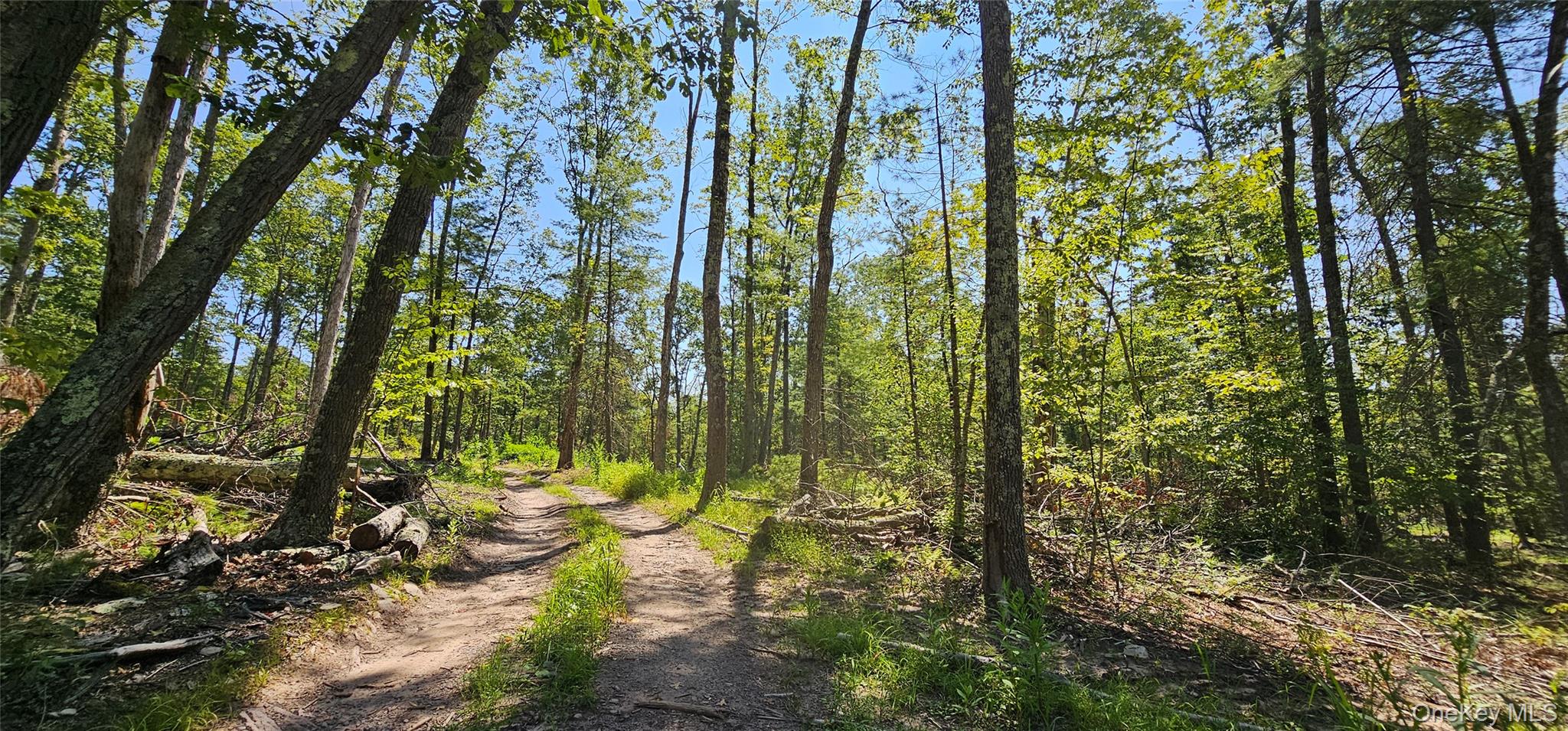 Lot 8.1 Eckes Road Narrowsburg, NY 12764 - Photo 5 of 23 a view of a yard with plants and large trees