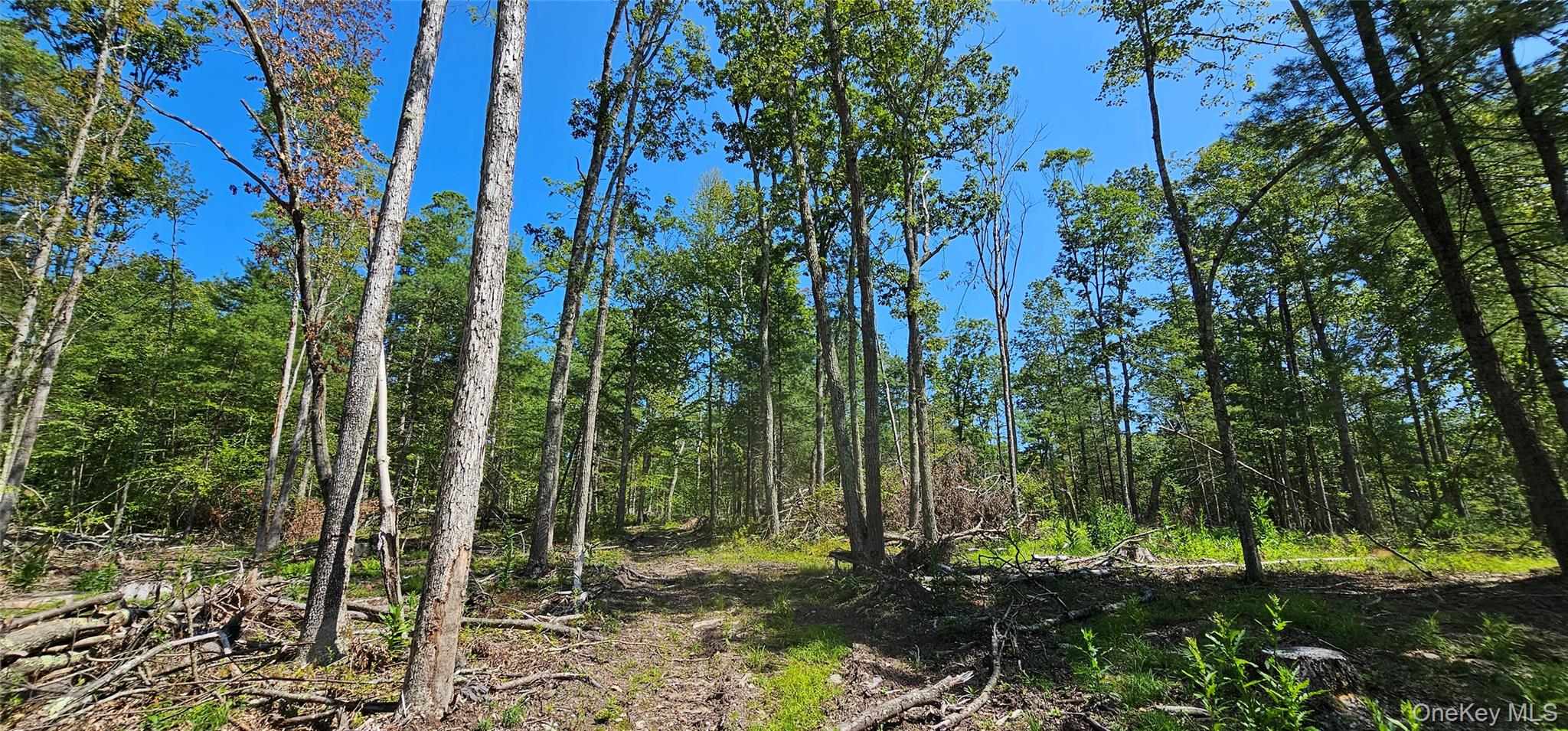 Lot 8.1 Eckes Road Narrowsburg, NY 12764 - Photo 6 of 23 a view of a garden