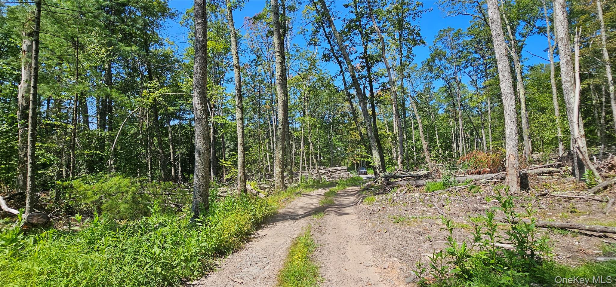 Lot 8.1 Eckes Road Narrowsburg, NY 12764 - Photo 7 of 23 a view of forest