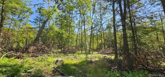 a view of a yard with plants and large trees