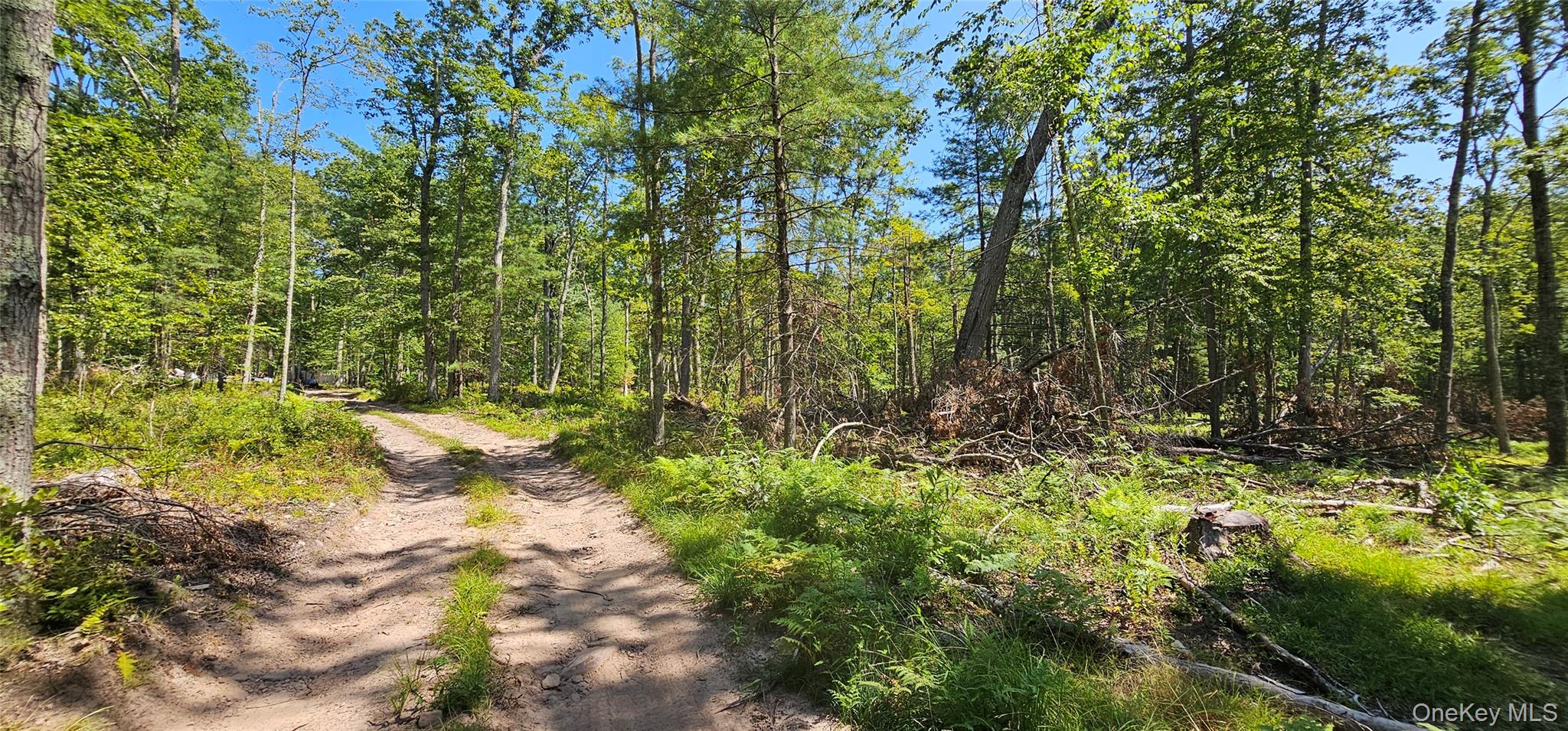 Lot 8.1 Eckes Road Narrowsburg, NY 12764 - Photo 10 of 23 a view of a yard with plants and large trees