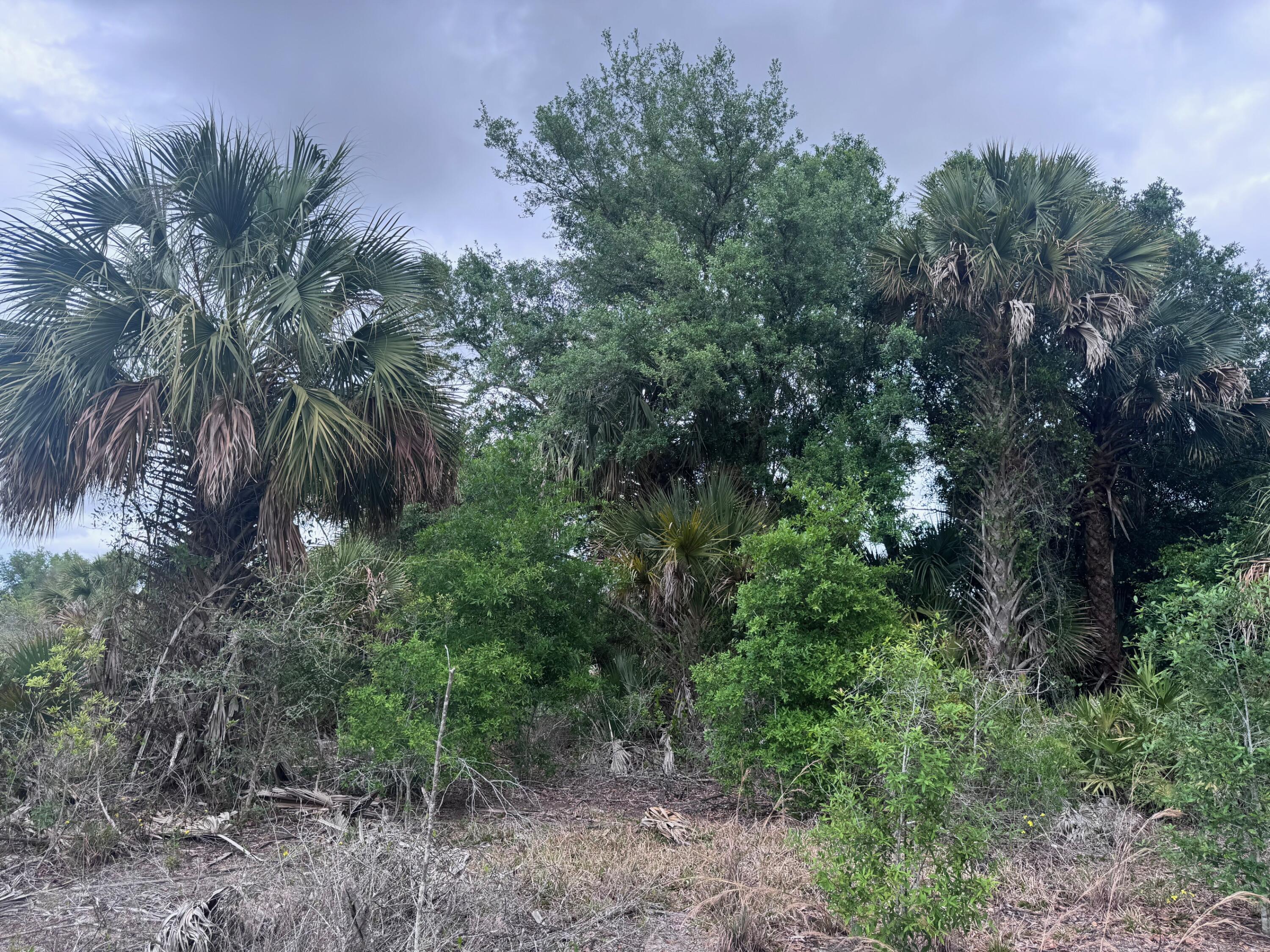 18333 Northwest 308th Street Okeechobee, FL 34972 - Photo 2 of 4 a view of a forest with trees