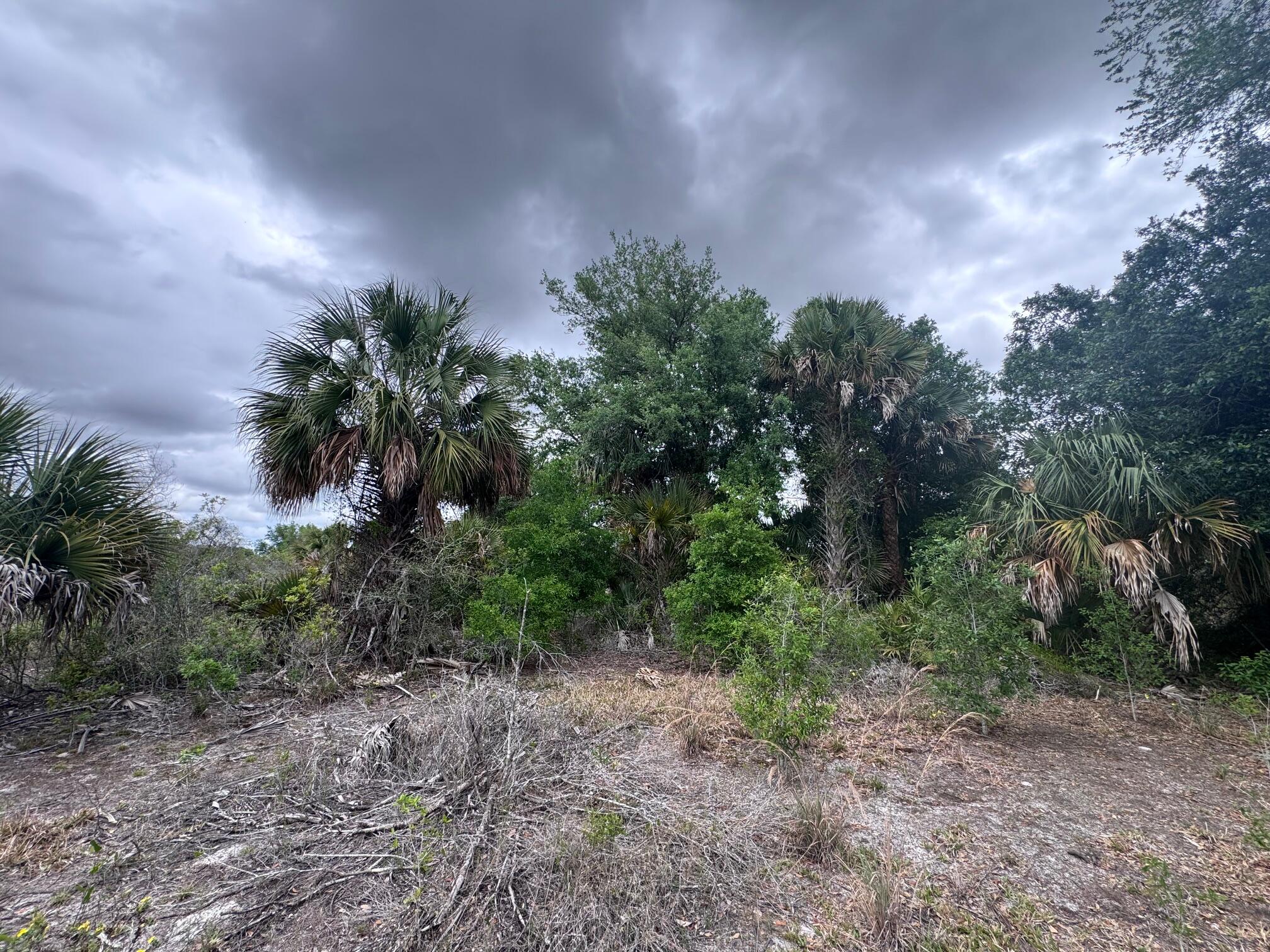 18333 Northwest 308th Street Okeechobee, FL 34972 - Photo 3 of 4 a view of a yard